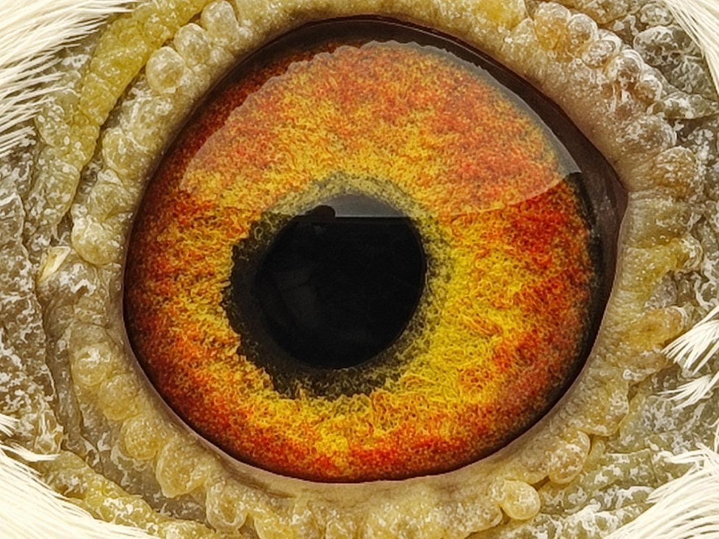 Pigeon eye